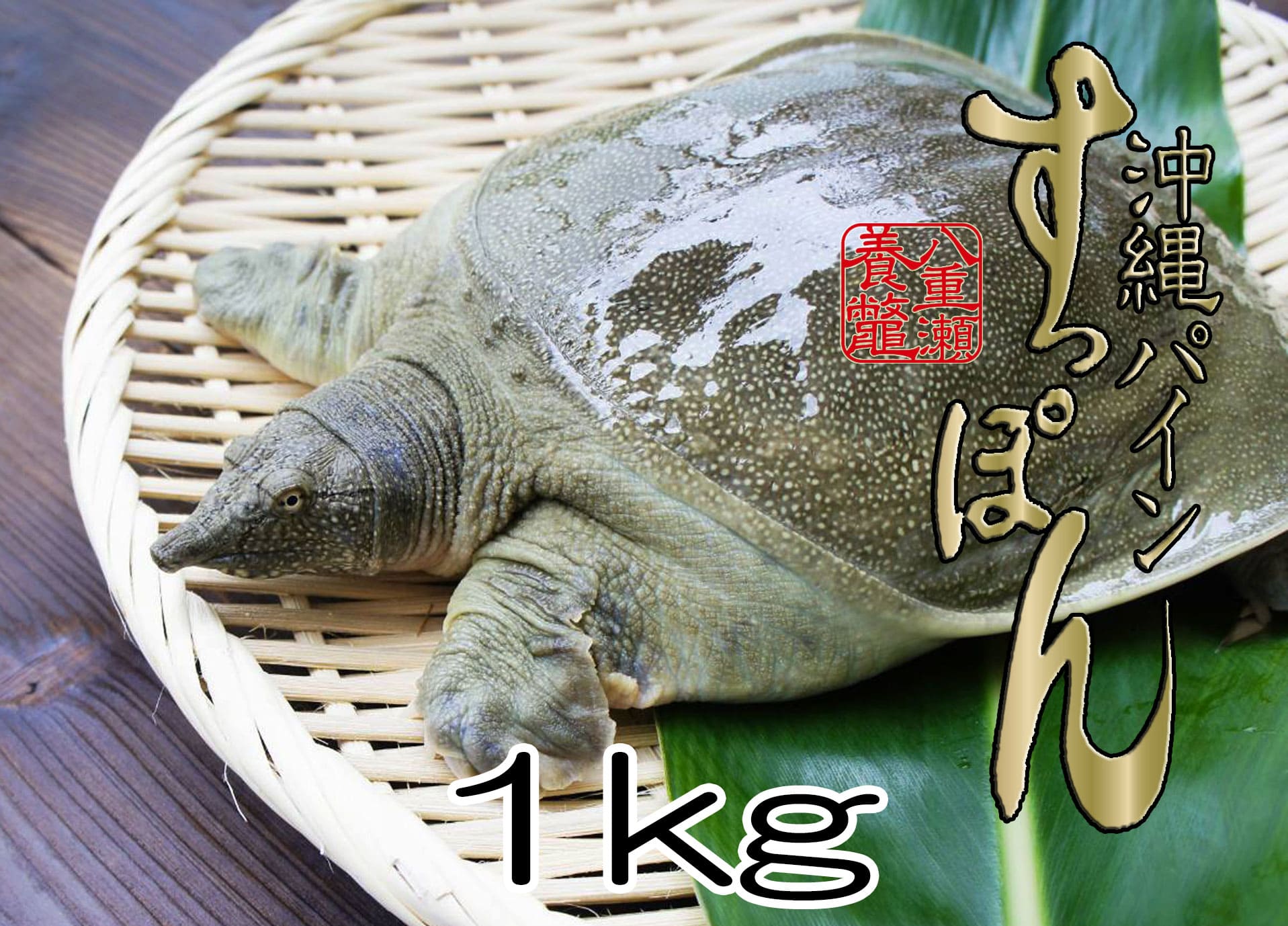 活沖縄パインすっぽん 1kg（3匹）