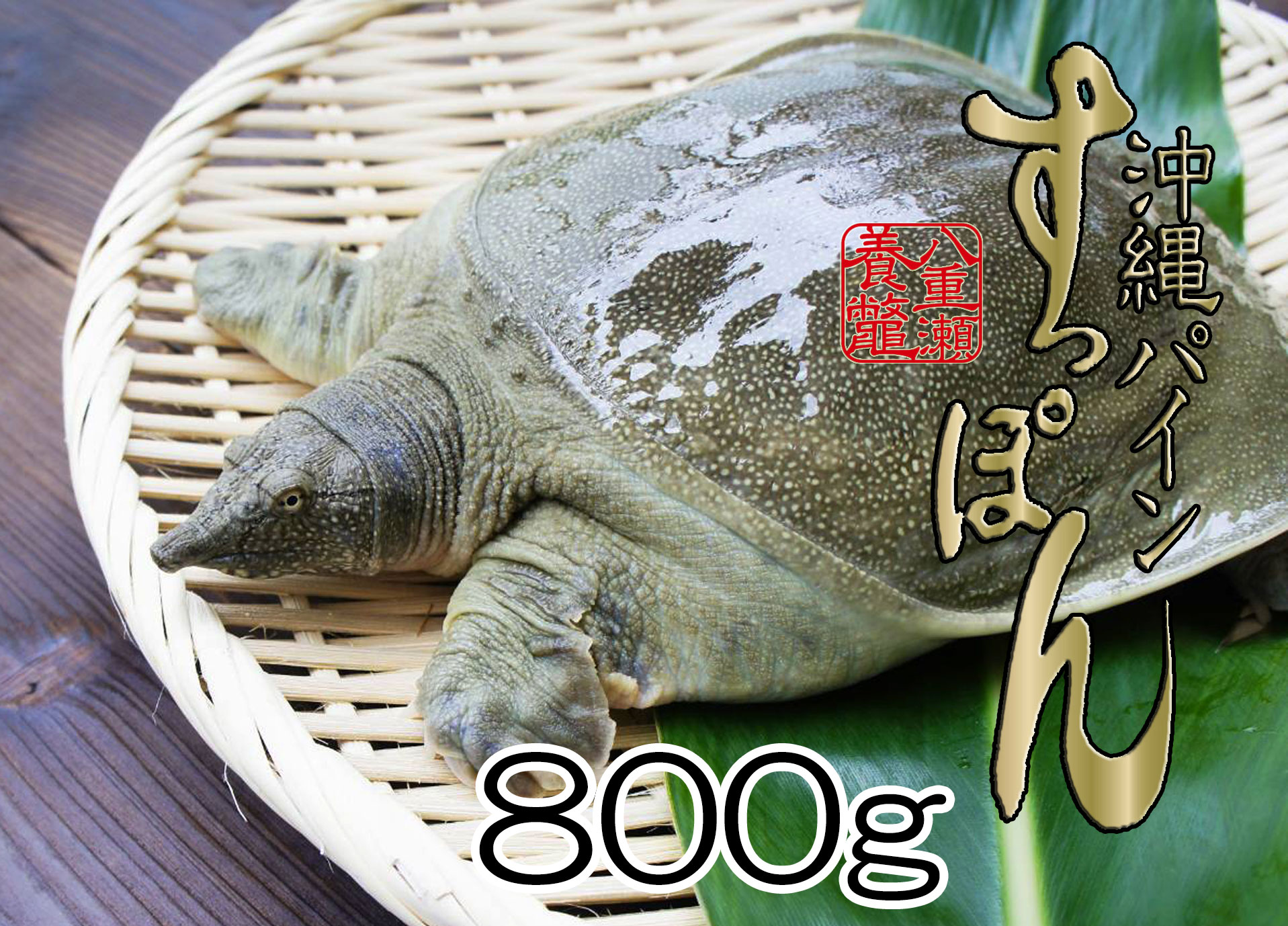 活沖縄パインすっぽん 800g（2匹）